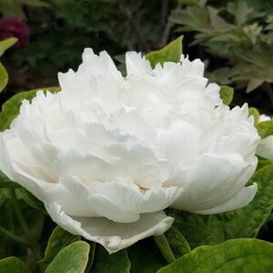 【牡丹白雪塔】牡丹白雪塔品牌,价格 - 阿里巴巴