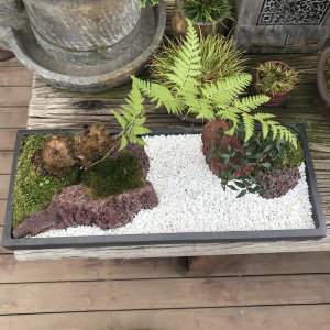 日式枯山水盆景花卉蕨类红石迷你枯山水
