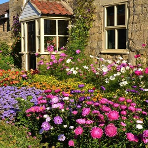 多年生矮杆野花组合种籽子庭院四季易活花种孑南北方户外花籽耐旱