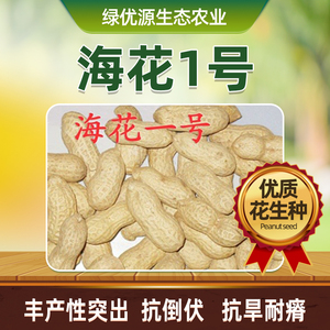海花1号早熟花生种子新品种精选耐淹耐旱生特大新货小薄壳高产