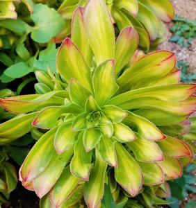 多肉法师艳日伞