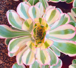 60彼岸花犹在99淘宝艳姿缀化 燕姿法师缀化 多肉植物稀有老桩