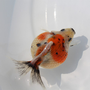 鼠珍头珠鳞金鱼红鱼精品活白珍珠蓝背五花l珍珠冷水观赏鱼好养招