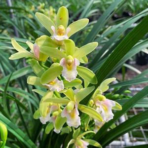 兰花苗 十八格格 建兰四季兰矮种浓香好养花卉盆栽 冬季带花苞