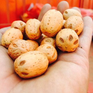 五眼六通菩提子原籽500g散装五眼果江西特产五眼子无眼果地摊手串