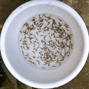 喂小乌龟鱼苗饲料鱼淡水热带鱼活体饲料鱼鳄龟饲料小杂鱼龙鱼活食