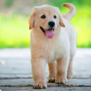 小金毛幼犬纯种宠物狗活体大型犬家庭犬双血统金毛犬小狗活物犬舍