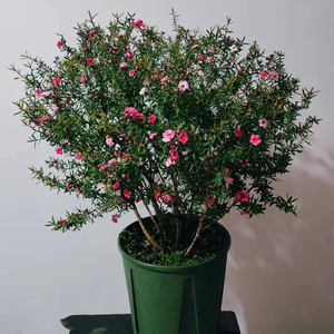 澳洲松红梅一树多色耐寒窗台庭院木本花卉盆景美观净化空气盆栽