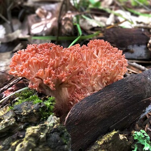 云南特产新鲜野生菌珊瑚菌刷把菌扫把菌美味鲜美菌菇250g