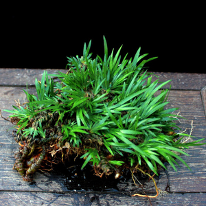 鱼缸植物水培植物水n培绿植菖蒲草附石挺水鱼池上水石吸水石假山