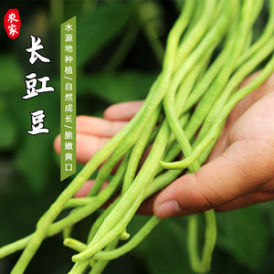 长豆角新鲜豇豆青菜蔬菜农家缸豆嫩江豆助农产品产地直销净1—5斤