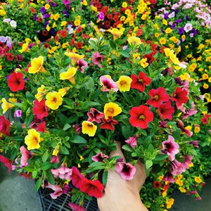 矮牵牛花盆栽花苗庭院花卉垂吊植物舞春花带花苞室外阳台花草成品