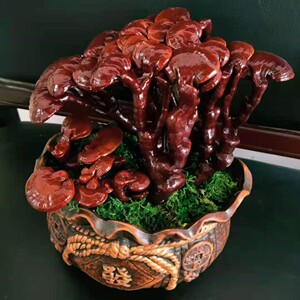 灵芝盆栽盆景灵芝办公室阳台客厅观赏摆件绿植多肉容易活四季常青