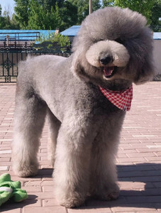 巨型贵宾犬活体纯种家养巨贵幼犬白黑红棕灰香槟花色超大泰迪贵宾