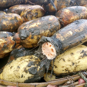 九孔莲藕新鲜脆藕