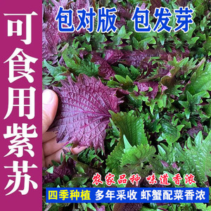 四季食用紫苏种子紫苏籽种子保健紫苏盆栽阳台苏子粒种香菜籽种