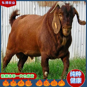 纯种南江黄羊活羊出售黄金羊种羊一对活体小羊羔亚洲黄羊羊崽养殖