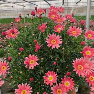 玛格丽特花苗盆栽木春菊蓝玛糖果玛粉玛重瓣玛盆栽带盆带土发货