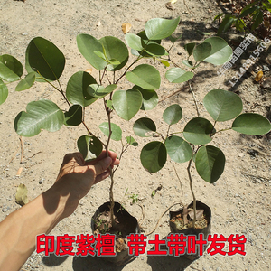 正宗印度小叶紫檀树苗盆栽 珍贵红木树 檀香紫檀树 名贵绿植盆景