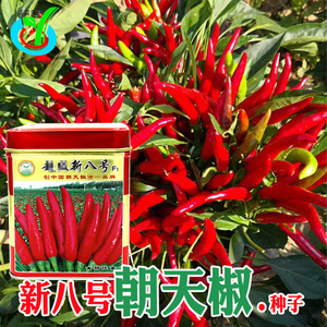 新八号朝天椒种子 农田菜园杂交籽多皮厚色深油亮大椒辣椒蔬菜籽