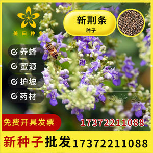 新黄荆条种子荆条树种子蜜源植物荆条花种籽杜荆柴黄金子护坡包邮