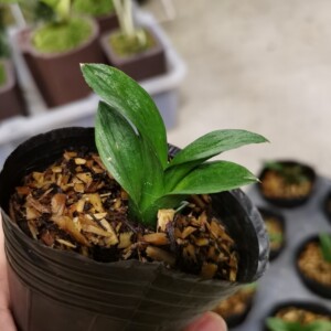 墨兰小苗超迷你兰花矮种珍珠龙蛤蟆皮艺小巧兰草精致桌面绿植盆栽