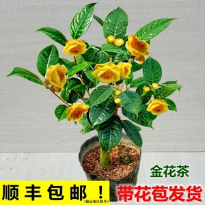 防城金花茶盆栽金茶花树苗阳台花卉四季绿植金黄带花苞黄遵山茶花