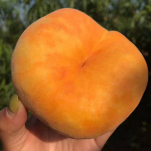 9031人付款淘宝【7月新现摘黄金毛蟠桃】山东蒙阴黄