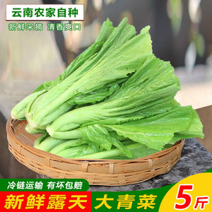 云南高山新鲜芥菜大叶青菜5斤包心苦盖苦菜特色蔬菜农家产品1人付款