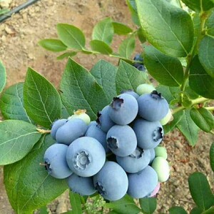 新品种蓝莓苗蓝美一号种植盆栽果树苗地栽蓝莓苗南北方种植果树苗