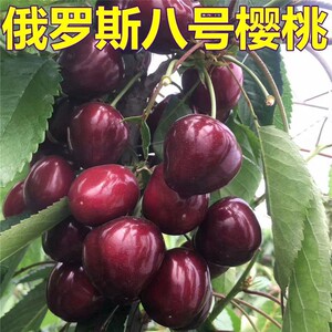 新品种俄罗斯八8号含香大樱桃树苗 盆栽地栽果树苗 南方北方种植