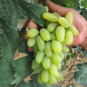 美国金手指无籽青提葡萄苗爬藤四季水果嫁接葡萄树苗南北方果树苗