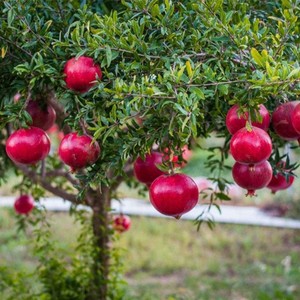 新品种特大果怀远白玉籽石榴树苗白皮百花白籽三白石榴苗当果树苗