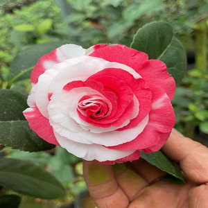 吉普赛女郎茶花