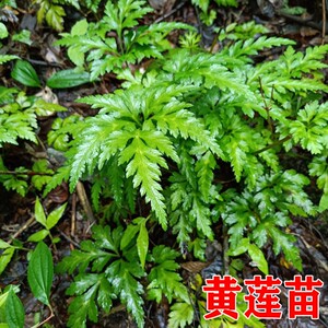 中药材黄连苗黄连根鸡爪黄连阳台绿植盆栽庭院种植包邮包成活