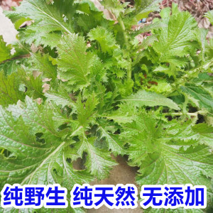 老家味道干腊菜河南特产野干腊菜500g野油菜干辣菜刺菜脱水干菜