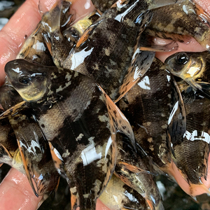 胭脂鱼苗淡水鱼活体易养殖食用观赏鱼池底清道夫冷水鱼一帆风顺m