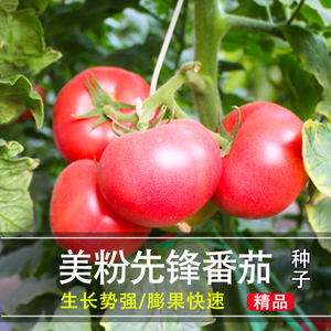 同款货源魁寿园艺旗舰店天猫耐热西红柿越夏粉果耐裂抗病高产大果