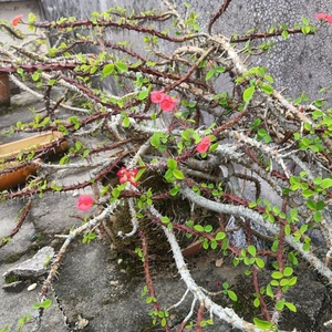 精品四季开花小叶虎刺梅盆景扦插苗室内室外庭院阳台窗台桌面盆栽
