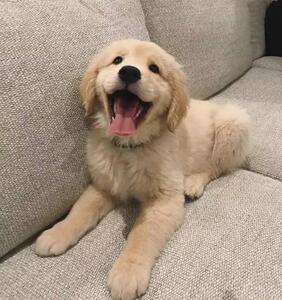 金毛幼犬大型长毛