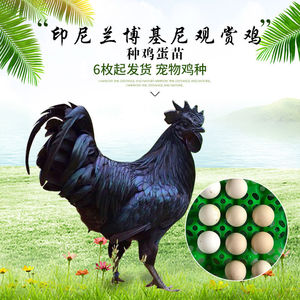 金属鸡印尼黑鸡种蛋受精蛋兰博基尼观赏鸡可孵化黑羽鸡蛋10人付款60