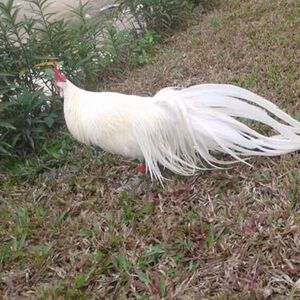 000人付款淘宝白色长尾鸡种蛋受精蛋日本长尾鸡种蛋观赏鸡小型鸡可