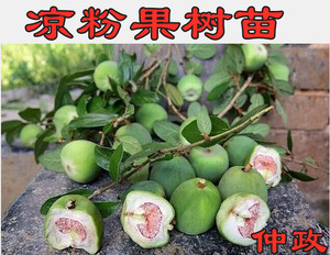 凉粉果树苗爱玉果冻树苗木莲薜荔果苗藤苗薜荔树苗盆栽庭院墙包邮