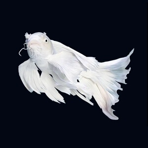 短身蝴蝶鲤白金短身狮子头精品台湾熊猫红色冷水蝴蝶鲤长尾火凤凰