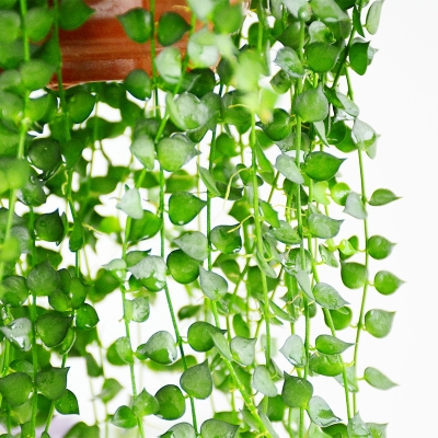 百万心吊兰盆g栽多肉室内长藤垂吊情人泪耐阴好养植物四季长青绿