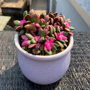 鹿角海棠锦多肉植物可爱萌肉肉桌面阳台绿植花卉盆栽防辐射