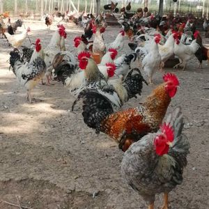 河南花柴优选柴鸡土鸡鹊山色芦花色纯白瓦灰色白花受精种蛋可孵化