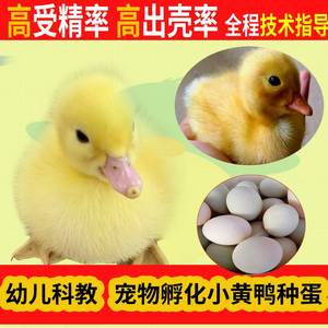 送教程鸭蛋受精蛋可孵化小黄鸭子种蛋宠物蛋非科尔鸭蛋自备孵化器