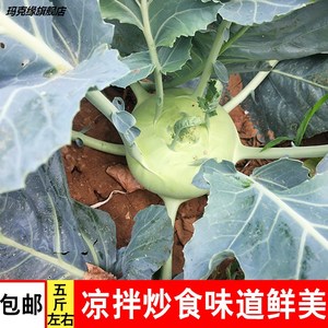 苤蓝 新鲜苤蓝疙瘩 大芥菜疙瘩撇了芥蓝大头菜蔬菜食用下饭菜包邮