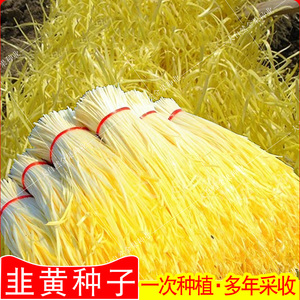 韭黄种子根苗子黄韭菜种籽多年生青菜籽四季阳台盆栽农家蔬菜种子